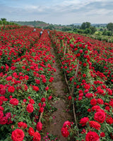 Rose - Kannauj Deg-Bhapka Attar